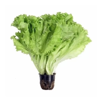 Салат Био, Россия, 1 кг