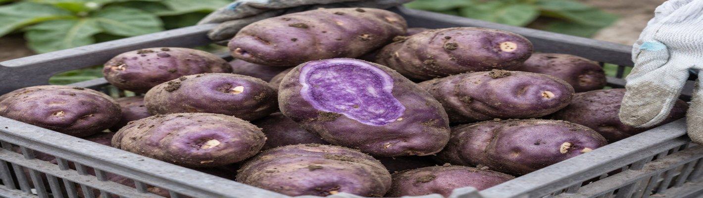 Агротуризм в Корее: тренд для оптовиков еды | agroparkspb.ru