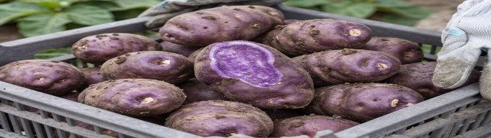 Южнокорейский агротуризм: как фермеры продают городским жителям опыт сбора картофеля