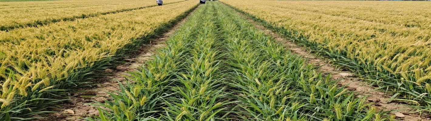 ИИ в АПК 2026: как данные влияют на цены в опте | agroparkspb.ru