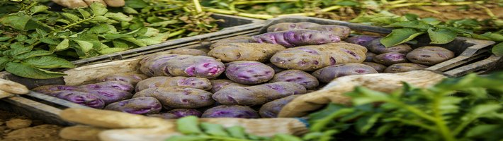 Ранний картофель из Астрахани: 1200 тонн уже в пути в магазины — что это значит для цен