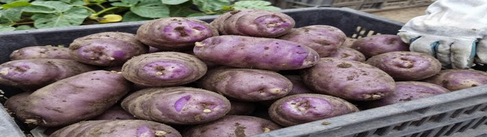 Австрийская картофельная лапша Mohnnudeln: новый тренд для ресторанов СПб