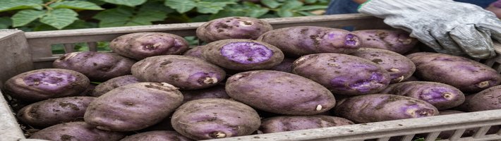 Батат на рынке: новые сорта, цены и поставки для оптовиков СПб