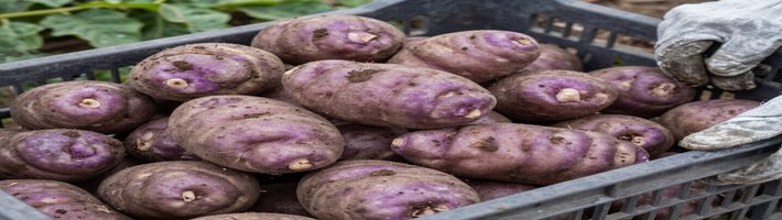 Французские чипсы Ramdam обошли Lay’s: состав и цены для оптовиков