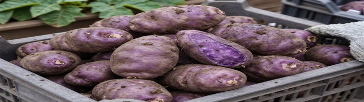 Чипсы Kalubi со вкусом лосося: новинка от Haitai на российском рынке