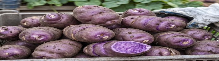 Картофель на Дальнем Востоке: цены на семена и поставки под угрозой