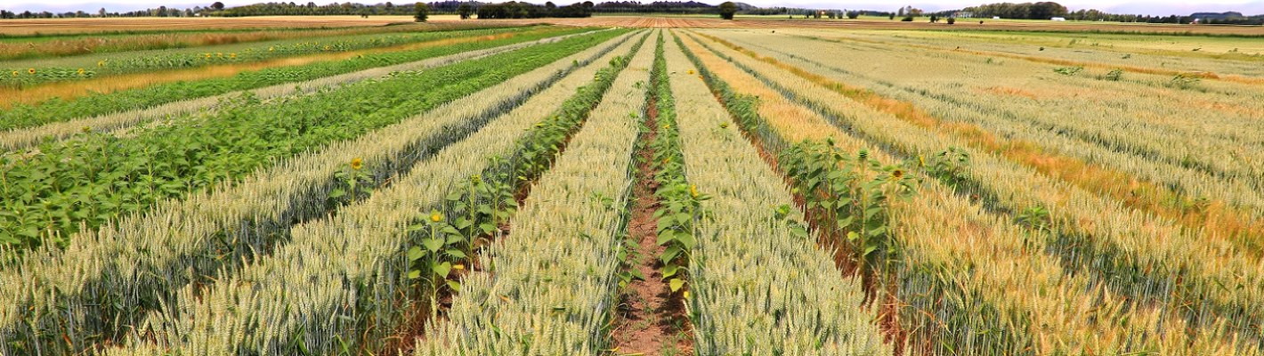 День поля 2026: новые сорта и защита урожая | agroparkspb.ru