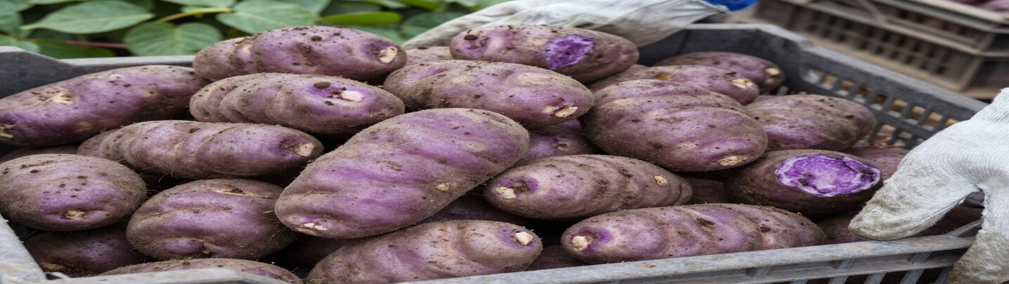 Картофель от гнили: 5 шагов фермеров для сохранения урожая | agroparkspb.ru