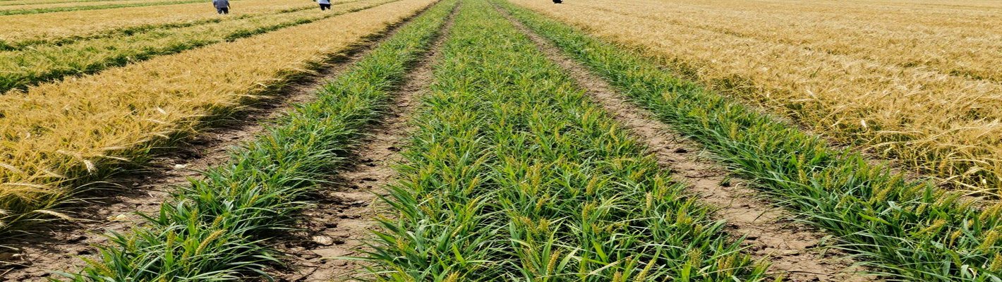Экспорт зерна рухнул в 6 раз: цены на пшеницу на дне | agroparkspb.ru