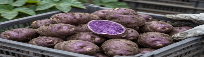 Картофель и кукуруза из Кореи: фестиваль урожая влияет на поставки и цены