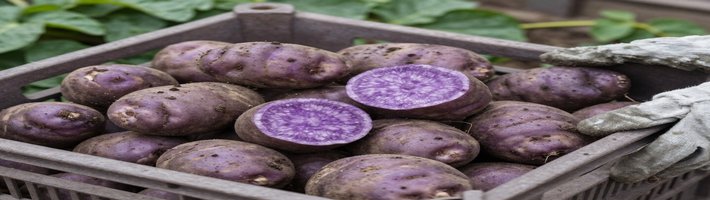 Ген ожирения в картофеле: урожайность взлетела на 50% — что будет с ценами на овощи