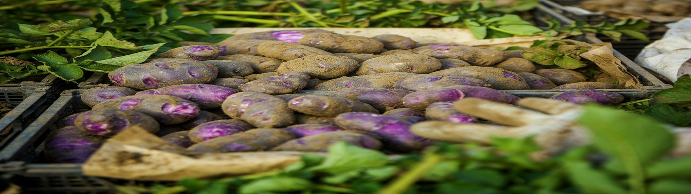 Китайский картофель: импорт в РФ упал в 2,4 раза — agroparkspb.ru