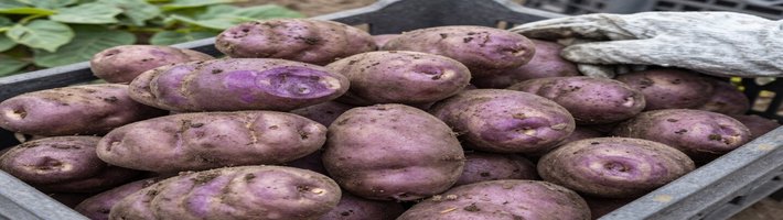 Камчатский картофель: династия Гариных и урожай 300 ц/га