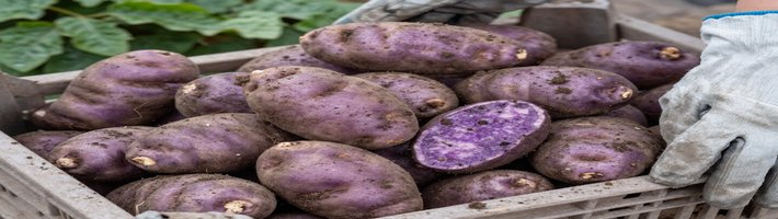 Картофель сорта Атлантик из США приносит вьетнамским фермерам до 8 млн донгов с сотки