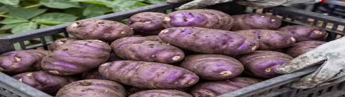 Картофель из Брянска: урожай 300 ц/га — что это значит для цен в Петербурге