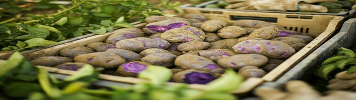 Китайский картофель из гондолы в экспорт: как цена выросла в 3 раза