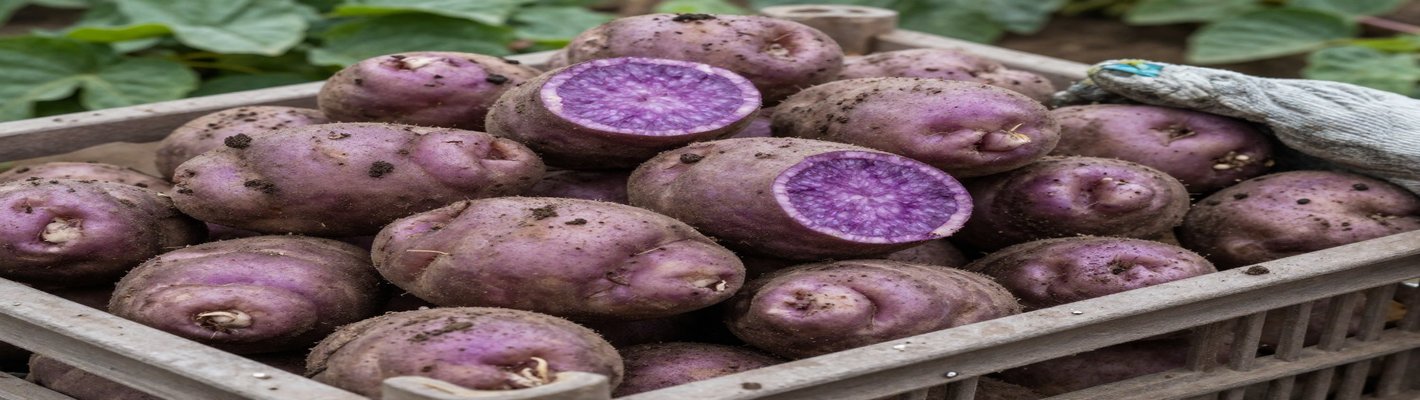 Картофель: фитофтороустойчивые сорта снижают затраты фермеров на 50% | agroparkspb.ru