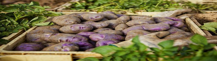 Картофель без химии: как дикие гены спасают урожай и экономят деньги