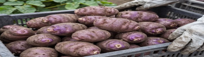Картофель из тумана: как выращивают 50 клубней с куста и выводят новые сорта