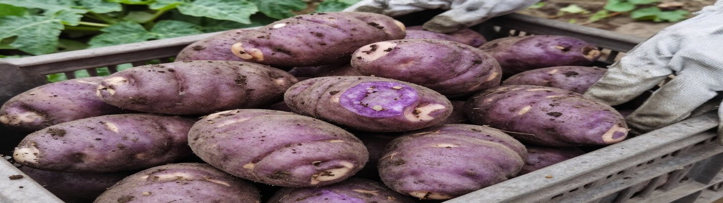 Картофель 2025: потери до 50% урожаев — цены и поставки | agroparkspb.ru
