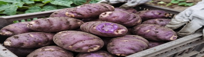 Картофель 2025: фитофтора и гербициды рушат урожаи — цены взлетят?