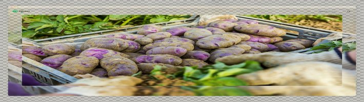 Картфель по контрактам: 200 му в Цзяочжоу готовы к сбору, объёмы выросли на 10%