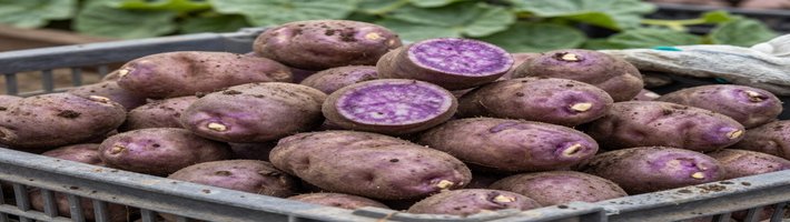 Картошка дорожает: жара в Алтайском крае убивает урожай, оптовые цены — 40–50 ₽/кг