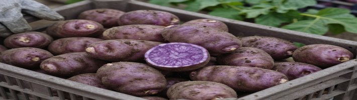 Картофель подорожает? Что происходит с урожаем и почему цены могут вырасти