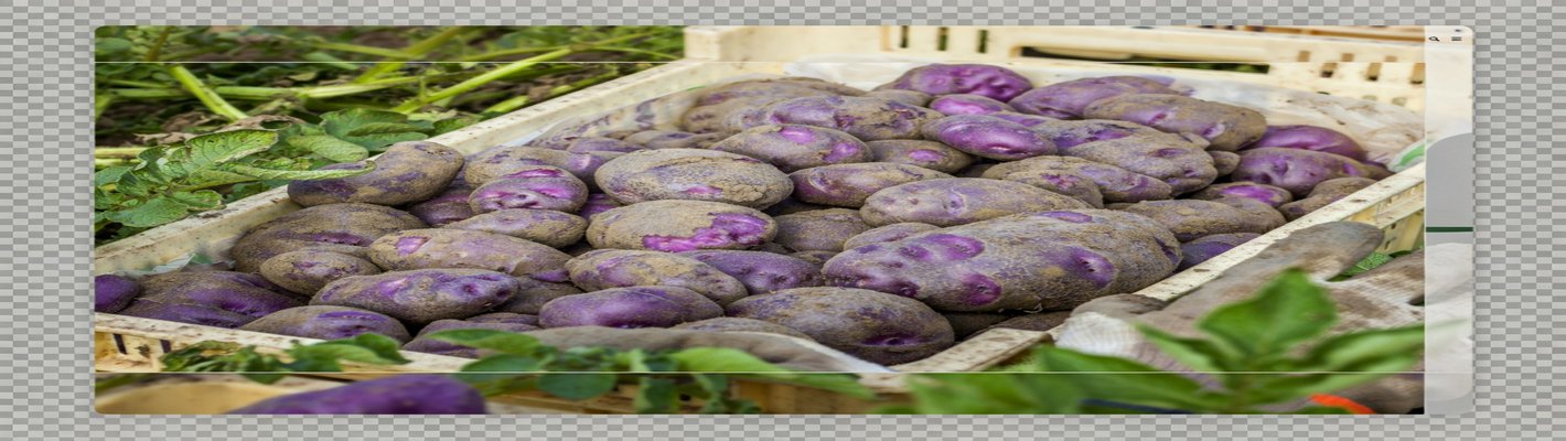 Картофель с 500 гектаров: Казахстан запускает поставки для PepsiCo | agroparkspb.ru