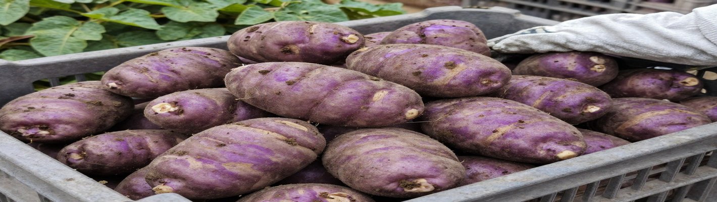 Урожай картофеля в Китае: модель под заказ | agroparkspb.ru