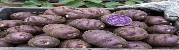 Картофельная революция: как Китай увеличил урожайность на 20%