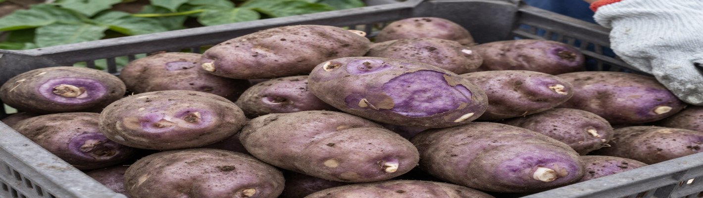 Дефицит картофеля в Кыргызстане: влияние на рынок РФ | agroparkspb.ru