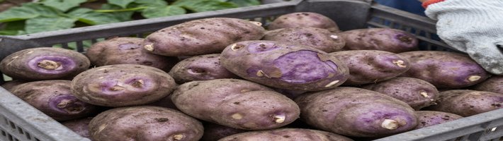 Картофельный дефицит в Кыргызстане: что ждет поставки в Россию