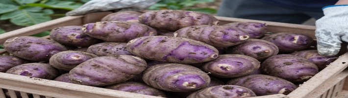Раскисление почв и картофель: что будет с урожаем и ценами