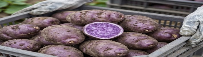 Китайский молодой картофель: уборочная стартовала, поставки вырастут