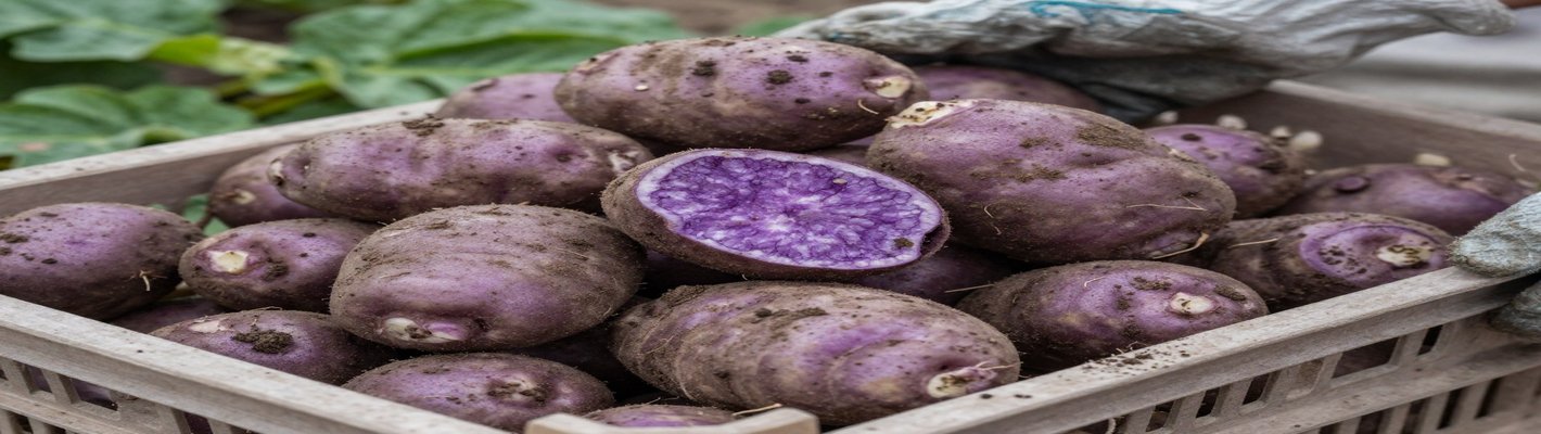 Органика против химии: урожай картофеля вырос в 2 раза | agroparkspb.ru