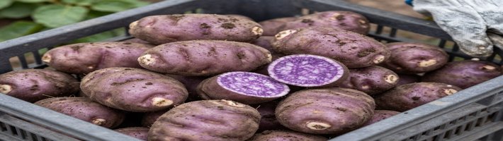 Проблемы фермеров Приморья: дожди, пошлины и китайская конкуренция