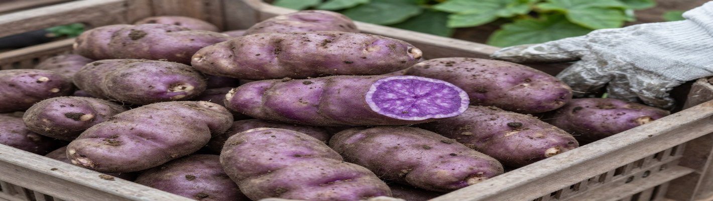 Резистентность картофеля: рост цен на клубни | agroparkspb.ru