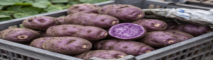 Переход к биоэкономике: что ждёт переработку зерна в России