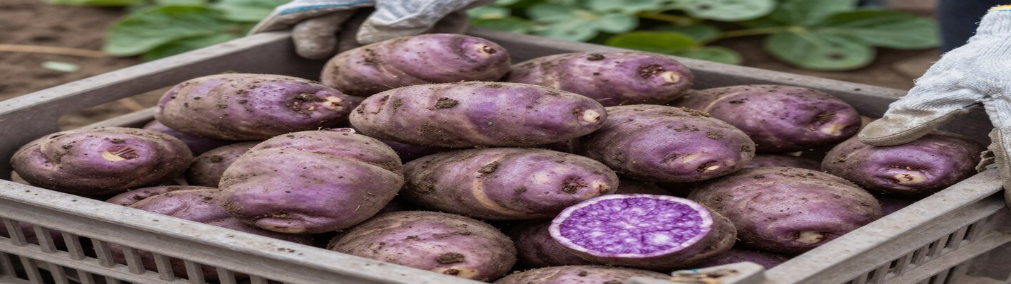 Импорт китайского картофеля: цены и поставки в России — agroparkspb.ru