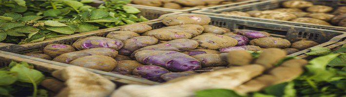 Российский картофель: нитраты в 25 раз ниже нормы, урожайность до 35,7 т/га — что это значит для агропарка