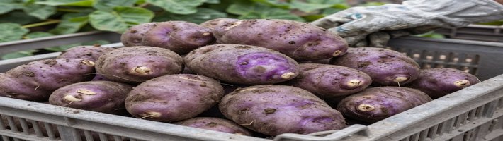 Ставропольский картофель уже в продаже: 1,7 тонны собрано, урожайность 26 ц/га
