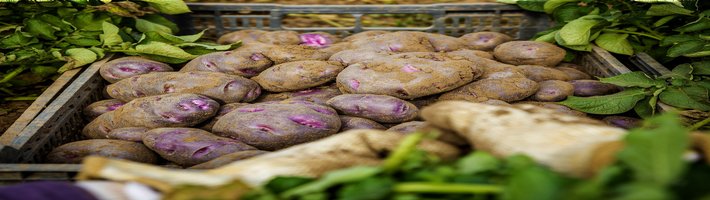 Сушёный картофель: рынок вырос до $8,3 млрд — что это значит для агропарка