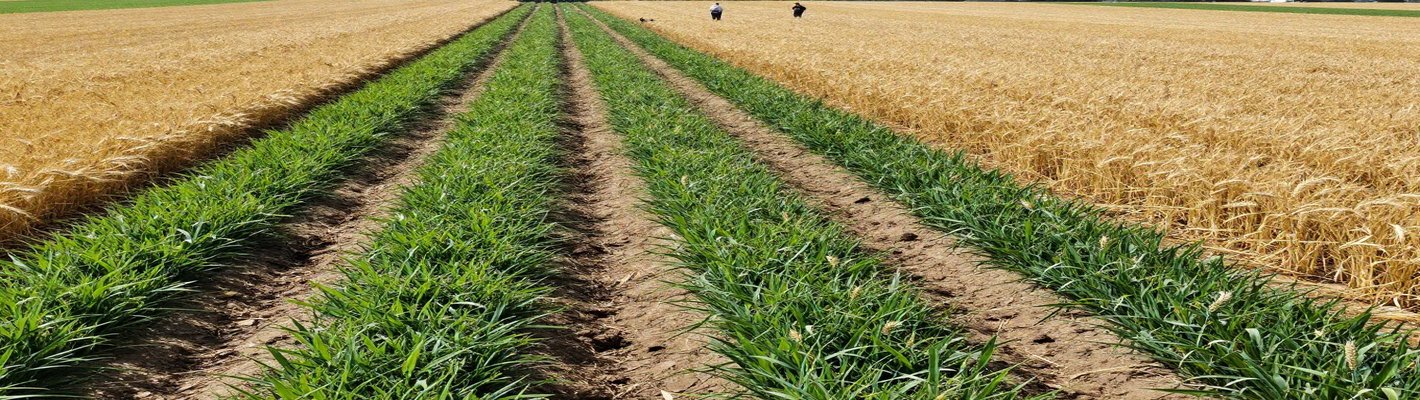 Урожай пшеницы 2026: рост урожая, цены и поставки | agroparkspb.ru