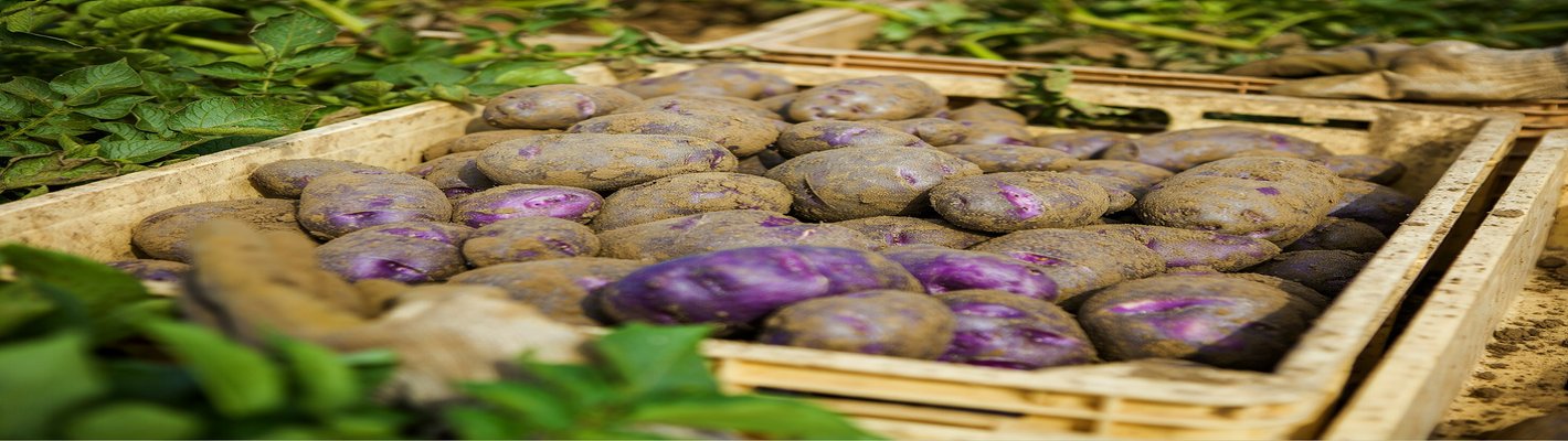 Волгоградский картофель 11 500 тонн: цены и поставки в СПб