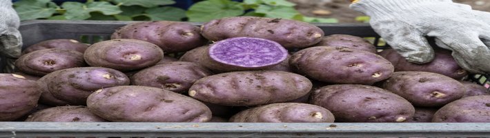 Заправка со вкусом чипсов: японский трюк для овощей. Что это значит для агробизнеса?