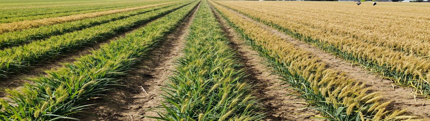Зерно подешевело до 10 ₽/кг: прогноз для Санкт-Петербурга | agroparkspb.ru