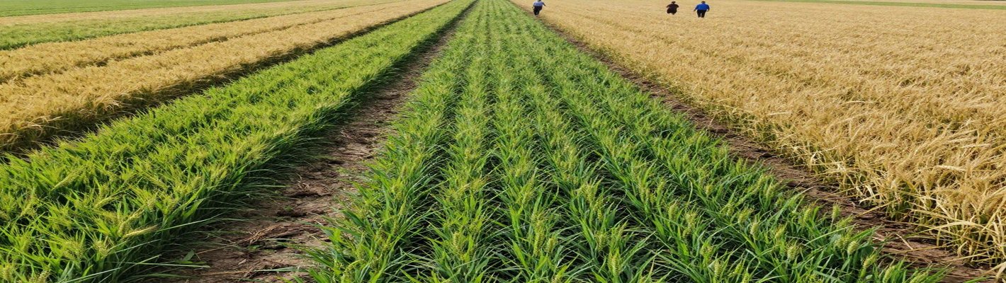 Зерно подорожало до $241: что происходит с поставками | agroparkspb.ru
