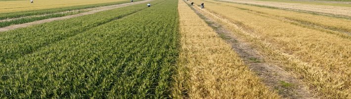 Зерно уходит в сеть: цены, биопрепараты и ловушки на полях