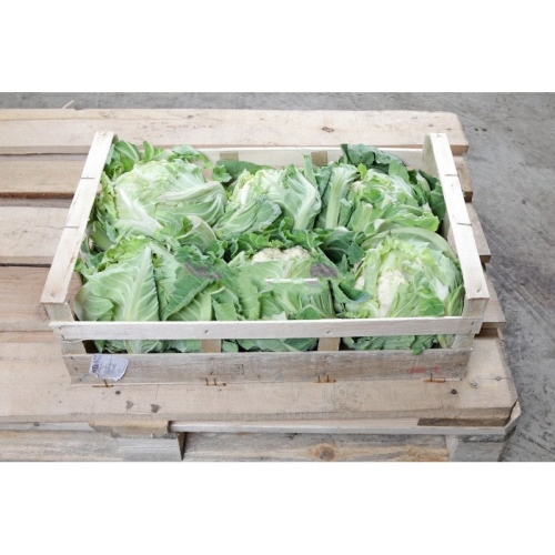 Цветная капуста оптом